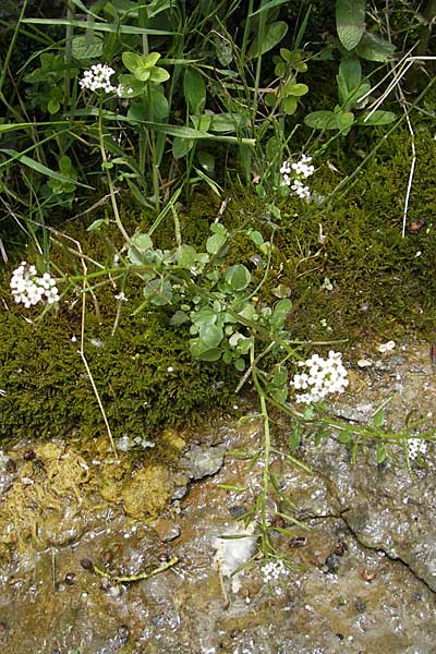 Cardamine hirsuta \ Vielstngeliges Schaumkraut, Behaartes Schaumkraut / Hairy Bitter-Cress, F Saint Veran (Dourbie) 30.5.2009