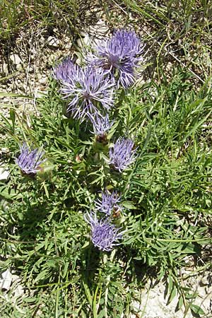 Carthamus mitissimus \ Blaue Frberdistel / Blue Safflower, F Causse du Larzac 3.6.2009