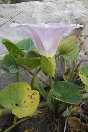 Calystegia soldanella \ Strand-Winde / Sea Bindweed, F Sète 4.6.2009