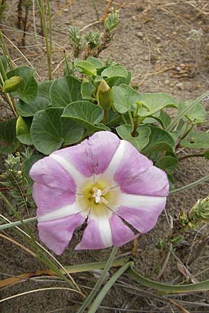 Calystegia soldanella / Sea Bindweed, F Sète 5.6.2009