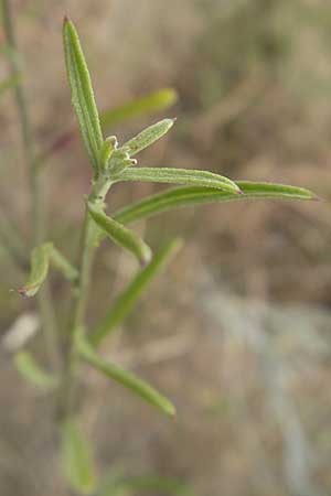 Centaurea aspera \ Raue Flockenblume / Rough Star-Thistle, F Sète 5.6.2009