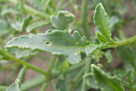 Cakile maritima \ Europischer Meersenf / Sea Rocket, F Sète 5.6.2009