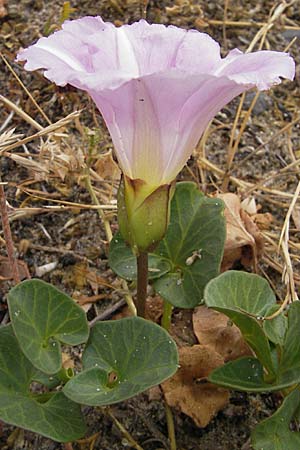 Calystegia soldanella / Sea Bindweed, F Sète 6.6.2009