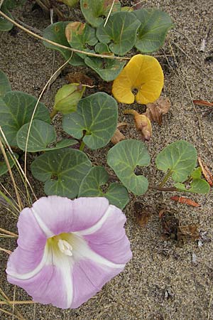 Calystegia soldanella \ Strand-Winde / Sea Bindweed, F Sète 6.6.2009