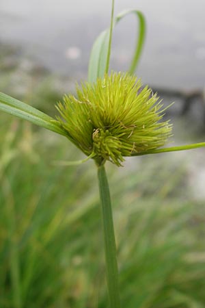 Carex bohemica \ Bhmische Segge / Bohemian Sedge, F Sundgau 6.10.2009