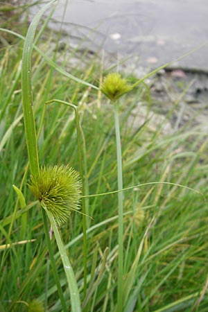 Carex bohemica \ Bhmische Segge / Bohemian Sedge, F Sundgau 6.10.2009