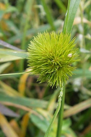 Carex bohemica \ Bhmische Segge / Bohemian Sedge, F Sundgau 6.10.2009