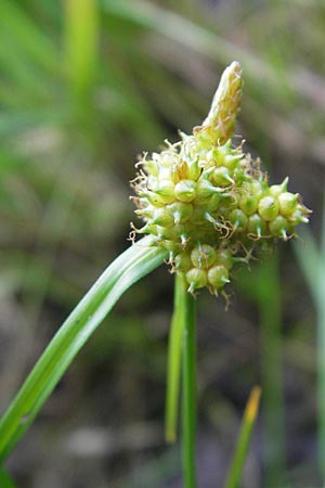 Carex viridula \ Spte Gelb-Segge / Little Green Sedge, Small-Fruited Yellow Sedge, F Bitche 10.7.2010