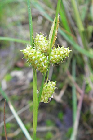 Carex viridula \ Spte Gelb-Segge, F Bitche 10.7.2010