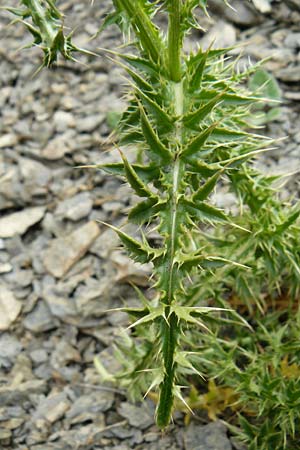 Carduus aurosicus \ Aurouze-Distel / Mount Aurouze Thistle, F Col de la Bonette 8.7.2016