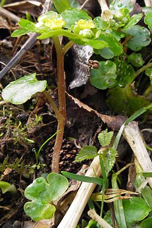 Chrysosplenium alternifolium \ Wechselblttriges Milzkraut, Gold-Milzkraut / Alternate-Leaved Golden-Saxifrage, F Seltz 10.3.2013