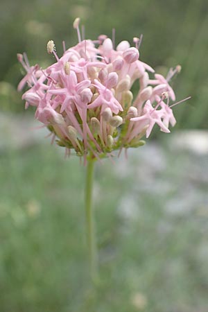 Centranthus angustifolius \ Schmalblttige Spornblume / Narrow-Leaved Valerian, F Demoiselles Coiffées 8.7.2016