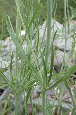 Centranthus angustifolius \ Schmalblttige Spornblume / Narrow-Leaved Valerian, F Demoiselles Coiffées 8.7.2016