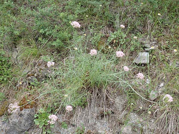 Centranthus angustifolius \ Schmalblttige Spornblume, F Demoiselles Coiffées 8.7.2016