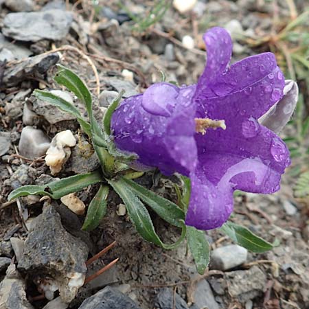 Campanula alpestris \ Allionis Glockenblume / Alpine Bellflower, F Col de la Bonette 8.7.2016