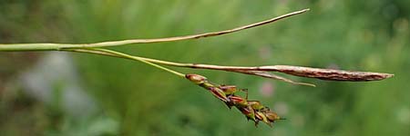 Carex ferruginea \ Rost-Segge / Rusty Sedge, F Col de la Bonette 8.7.2016