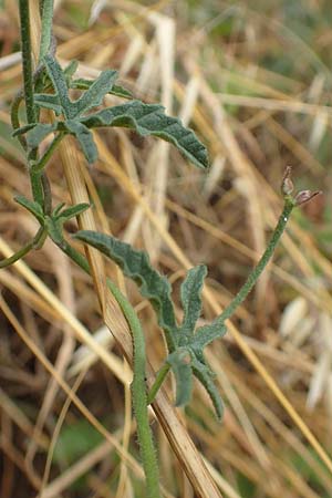 Convolvulus althaeoides \ Malvenblttrige Winde, F Pyrenäen, Ille-sur-Tet 22.7.2018