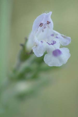 Clinopodium nepeta \ Kleinbltige Bergminze / Lesser Calamint, F Pyrenäen/Pyrenees, Eus 27.7.2018