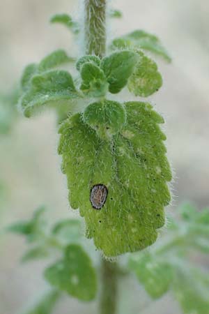 Clinopodium nepeta \ Kleinbltige Bergminze, F Pyrenäen, Eus 27.7.2018