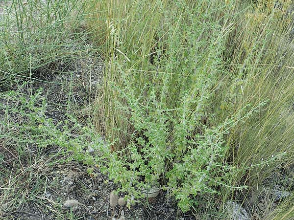 Calamintha nepeta subsp. nepeta \ Kleinblütige Bergminze / Lesser Calamint, F Pyrenäen/Pyrenees, Eus 27.7.2018