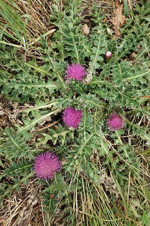 Cirsium acaule / Stemless Thistle, Dwarf Thistle, F Pyrenees, Col de Mantet 28.7.2018