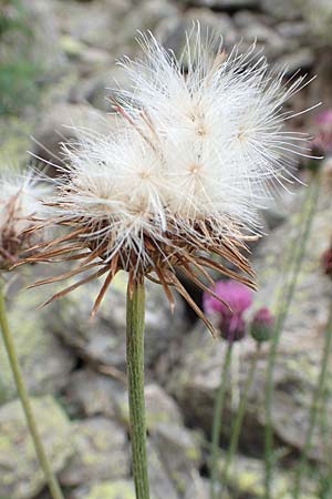 Carduus defloratus \ Alpen-Distel / Alpine Thistle, F Pyrenäen/Pyrenees, Eyne 4.8.2018