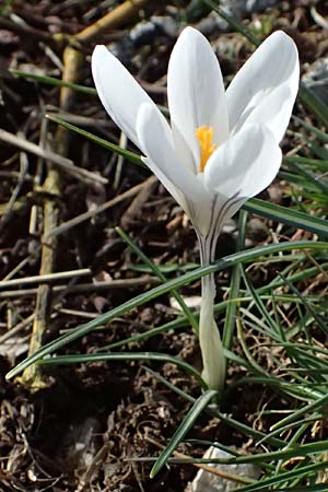 Crocus albiflorus / Spring Crocus, F Col de Gleize 14.3.2024