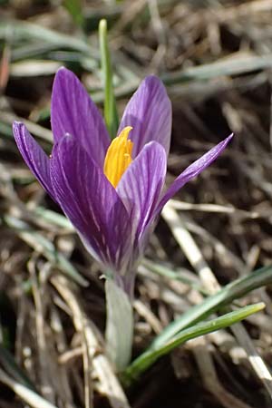 Crocus albiflorus / Spring Crocus, F Col de Gleize 14.3.2024