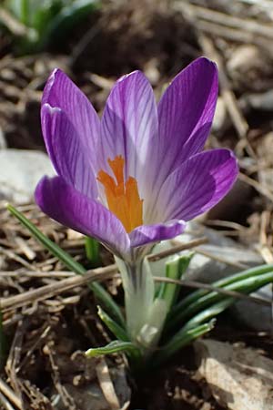 Crocus albiflorus \ Alpen-Krokus, F Col de Gleize 14.3.2024