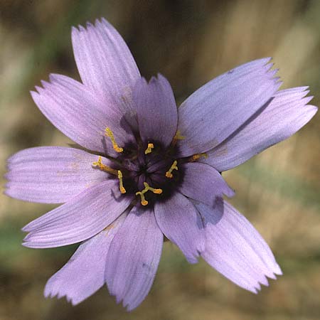 Catananche caerulea \ Blaue Rasselblume, F Haute Provence 17.6.1985