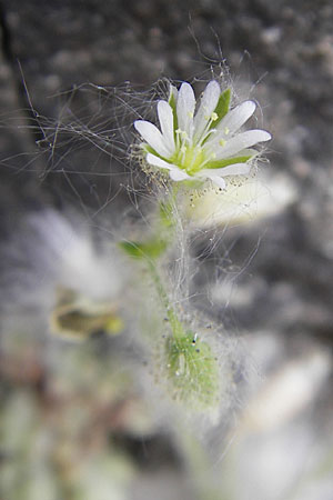 Cerastium brachypetalum subsp. brachypetalum \ Brtiges Hornkraut / Grey Mouse-Ear, F Saint Veran (Dourbie) 30.5.2009