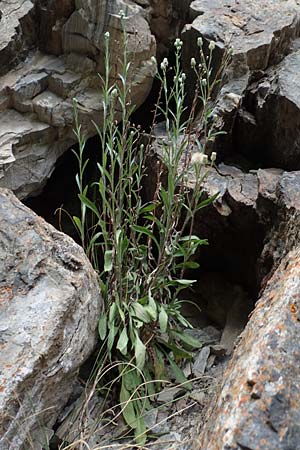 Erigeron bonariensis \ Sdamerikanischer Katzenschweif, Krauser Katzenschweif, F Pyrenäen, Segre - Schlucht 2.8.2018