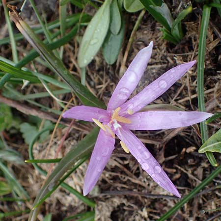 Colchicum bulbocodium / Spring Meadow Saffron, F Queyras, Fontgillarde 30.4.2023