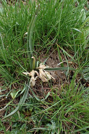 Colchicum bulbocodium \ Frhlings-Lichtblume, F Queyras, Fontgillarde 30.4.2023