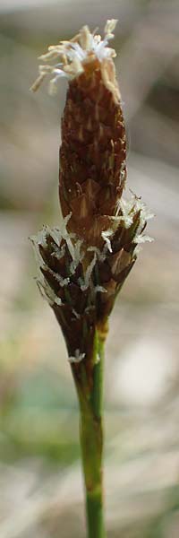 Carex sempervirens \ Horst-Segge, Immergrne Segge, F Jura,  Saint-Laurent-en-Grandvaux 5.5.2023