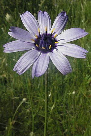 Catananche caerulea \ Blaue Rasselblume, F Causse du Larzac 8.6.2006