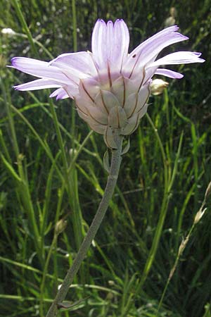 Catananche caerulea \ Blaue Rasselblume / Blue Cupidone, F Causse du Larzac 8.6.2006