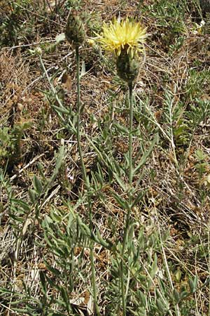 Centaurea collina \ Hgel-Flockenblume / Hill Knapweed, F Orgon 9.6.2006