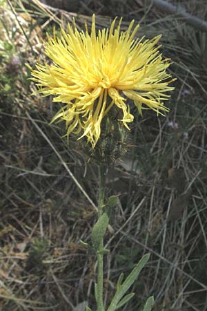 Centaurea collina \ Hgel-Flockenblume, F Bouches du Rhone, Orgon 9.6.2006