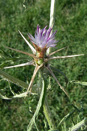 Centaurea calcitrapa \ Stern-Flockenblume, Fuangel-Flockenblume, F Pyrenäen, Eyne 25.6.2008