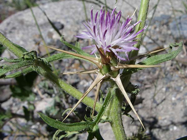 Centaurea calcitrapa \ Stern-Flockenblume, Fuangel-Flockenblume, F Pyrenäen, Latour de Carol 26.6.2008