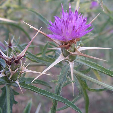 Centaurea calcitrapa \ Stern-Flockenblume, Fuangel-Flockenblume, F Frontignan 28.6.2008