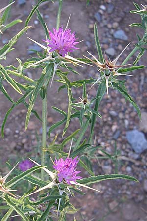 Centaurea calcitrapa \ Stern-Flockenblume, Fuangel-Flockenblume, F Frontignan 28.6.2008