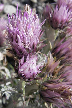 Carduus carlinoides \ Pyrenen-Distel / Pyrenean Thistle, F Pyrenäen/Pyrenees, Gourette 25.8.2011