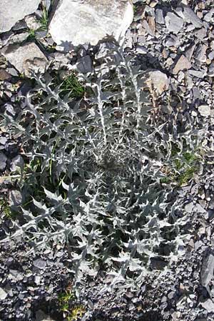 Carduus carlinoides \ Pyrenen-Distel / Pyrenean Thistle, F Pyrenäen/Pyrenees, Gourette 25.8.2011