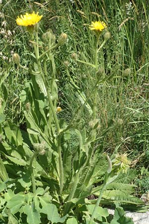 Crepis pyrenaica \ Grokpfiger Pippau, F Col de la Cayolle 9.7.2016