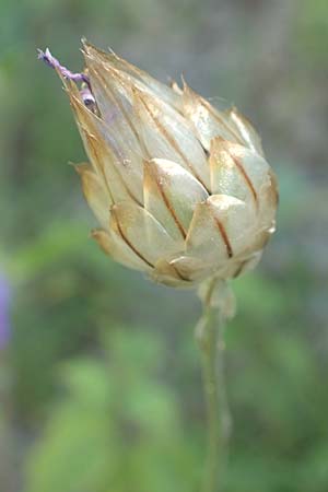 Catananche caerulea \ Blaue Rasselblume / Blue Cupidone, F Gap 9.7.2016