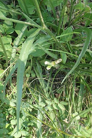 Catananche caerulea \ Blaue Rasselblume, F Gap 9.7.2016