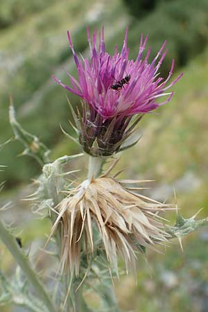 Carduus carlinoides \ Pyrenen-Distel / Pyrenean Thistle, F Pyrenäen/Pyrenees, Puigmal 29.7.2018