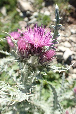 Carduus carlinoides \ Pyrenen-Distel / Pyrenean Thistle, F Pyrenäen/Pyrenees, Puigmal 1.8.2018